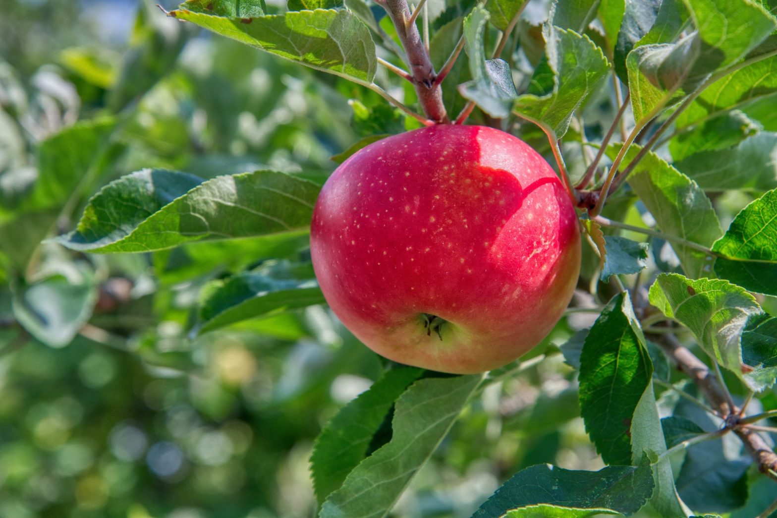 appelboom