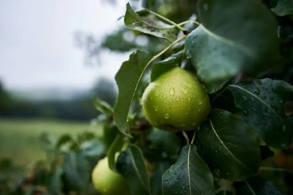 Fruit Op Het Werk Pagina Scaled E1754771679182